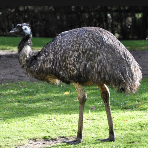 Emu hnědý