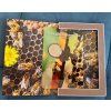 2 euro Malta 2024 - Bee honey (BU coincard)
