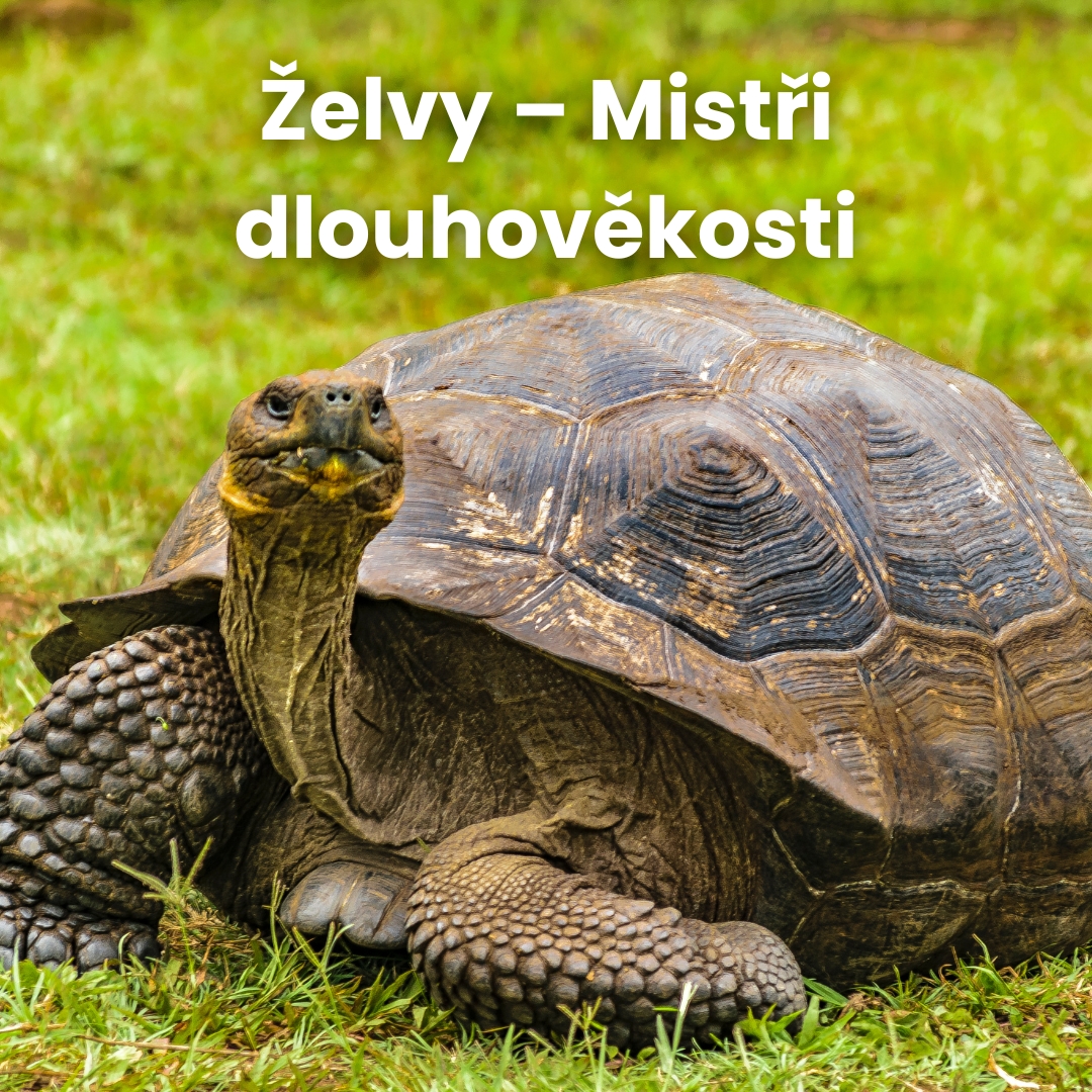Želvy – Mistři dlouhověkosti