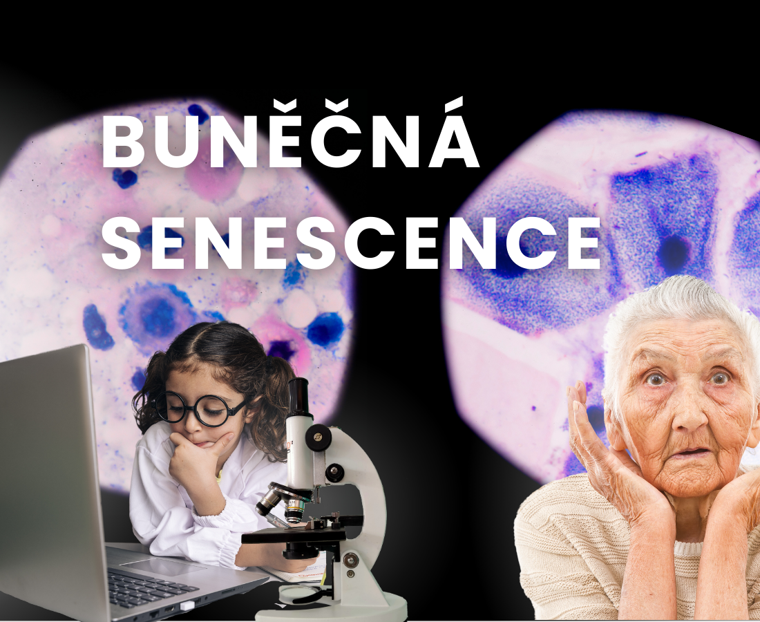 Buněčná senescence