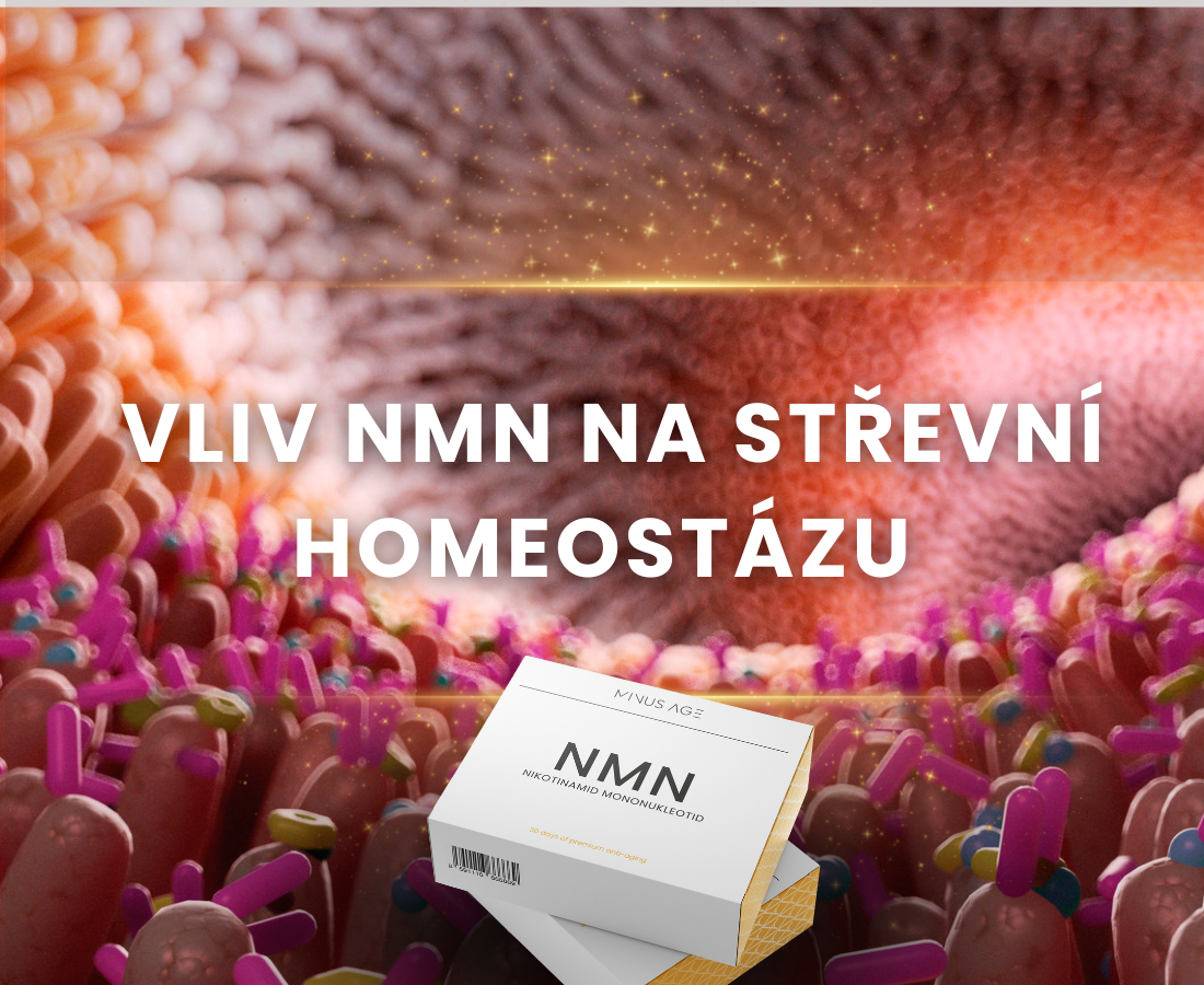 Vliv NMN na střevní homeostázu