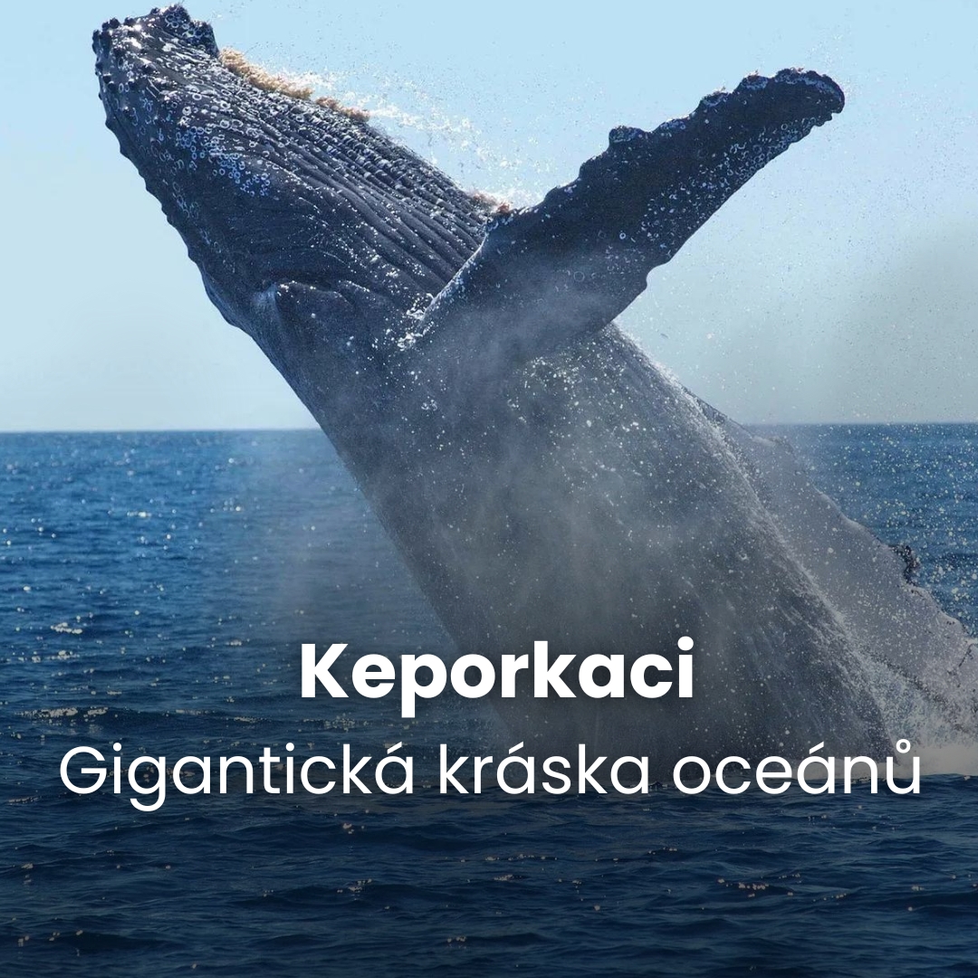 Keporkaci: Gigantická kráska oceánů