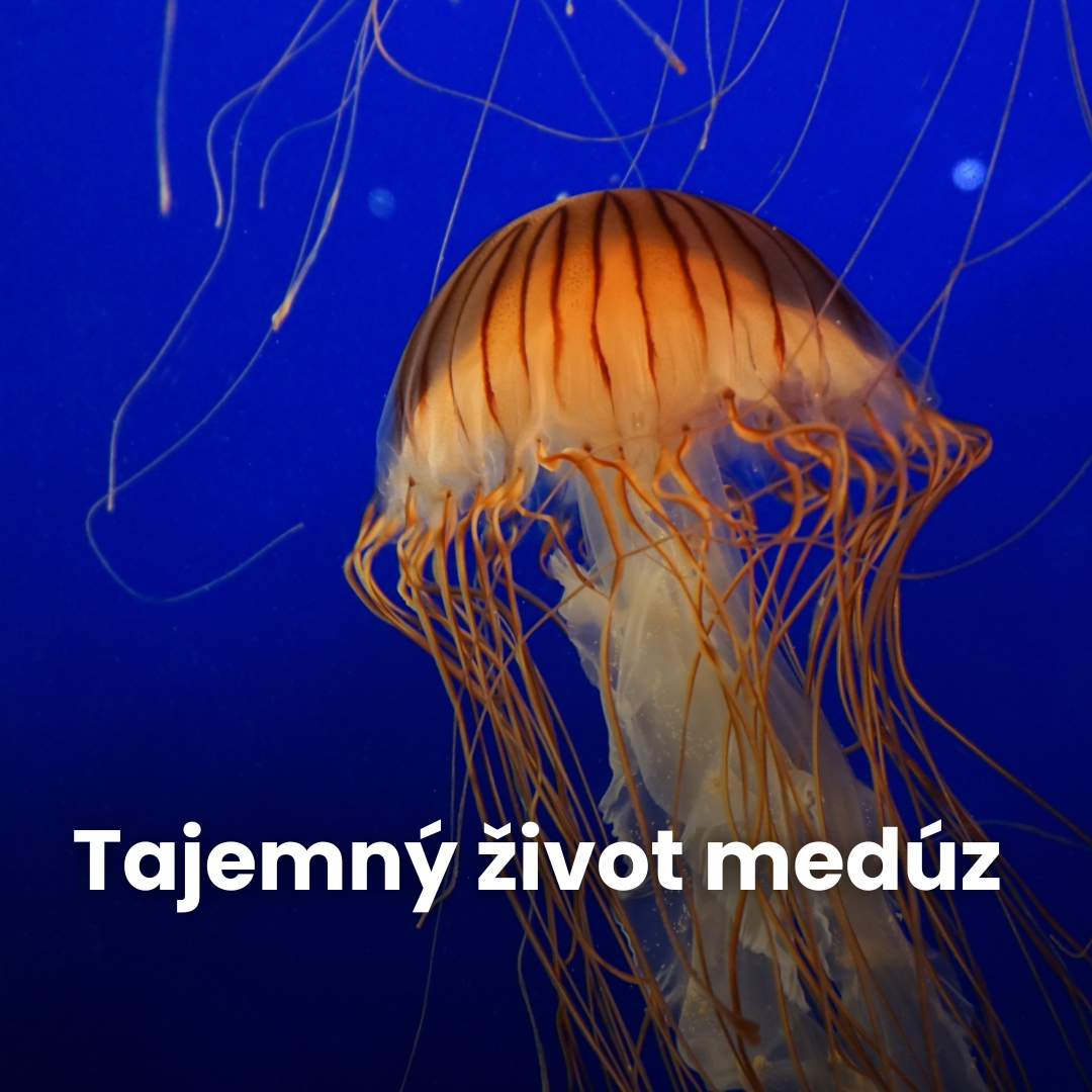 Tajemný život medúz