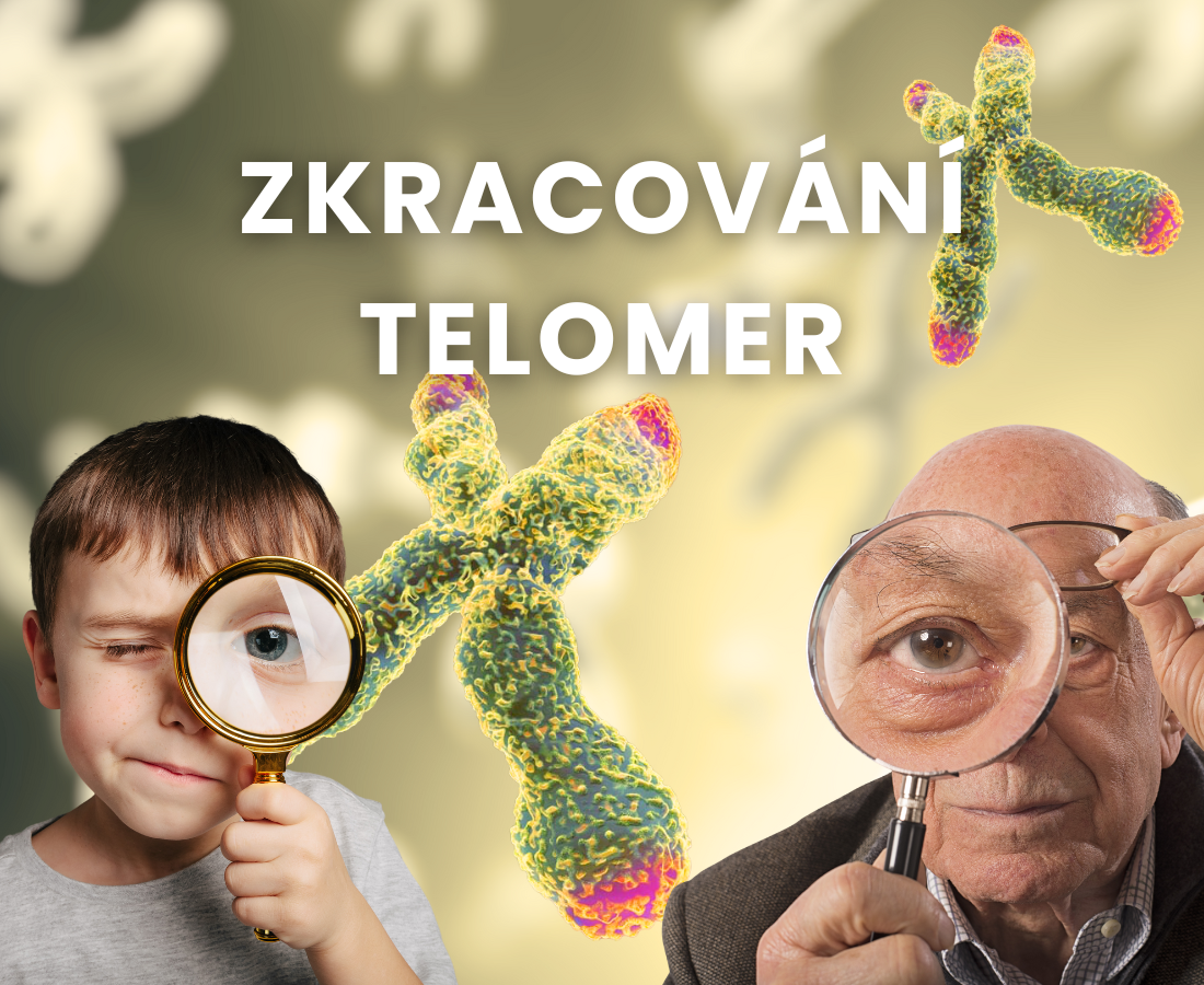 Zkracování telomer
