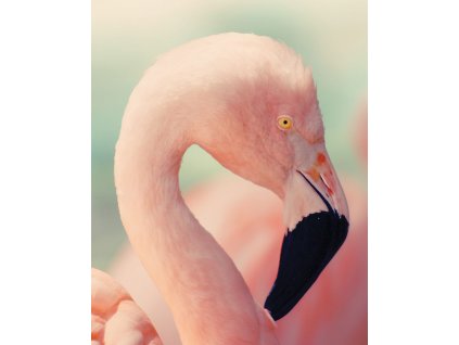 Flamingo - plagát - 50x40 cm
