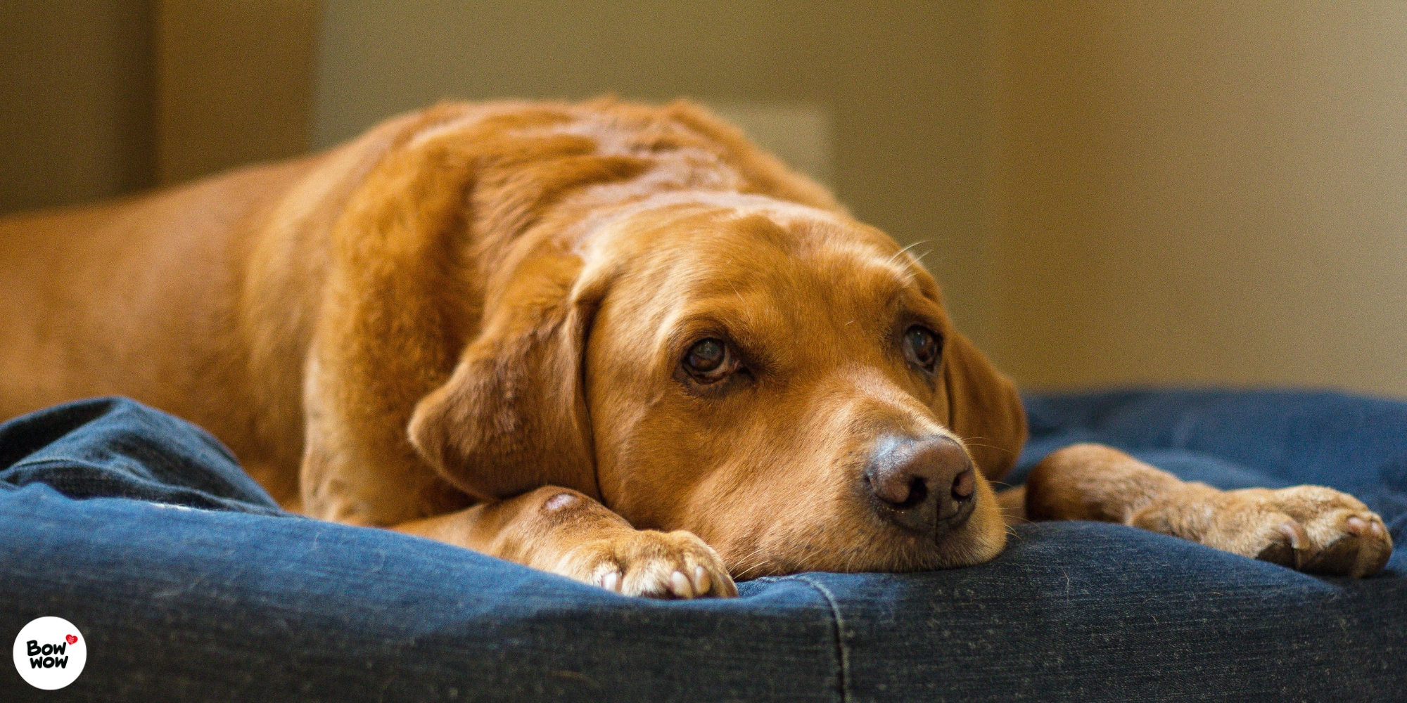 Jak se starat o staršího psa?