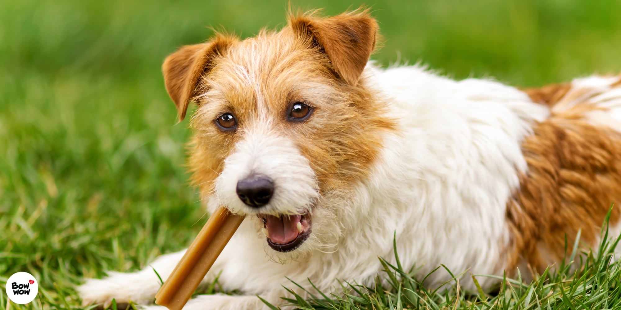 Psí úsměv bez kazu