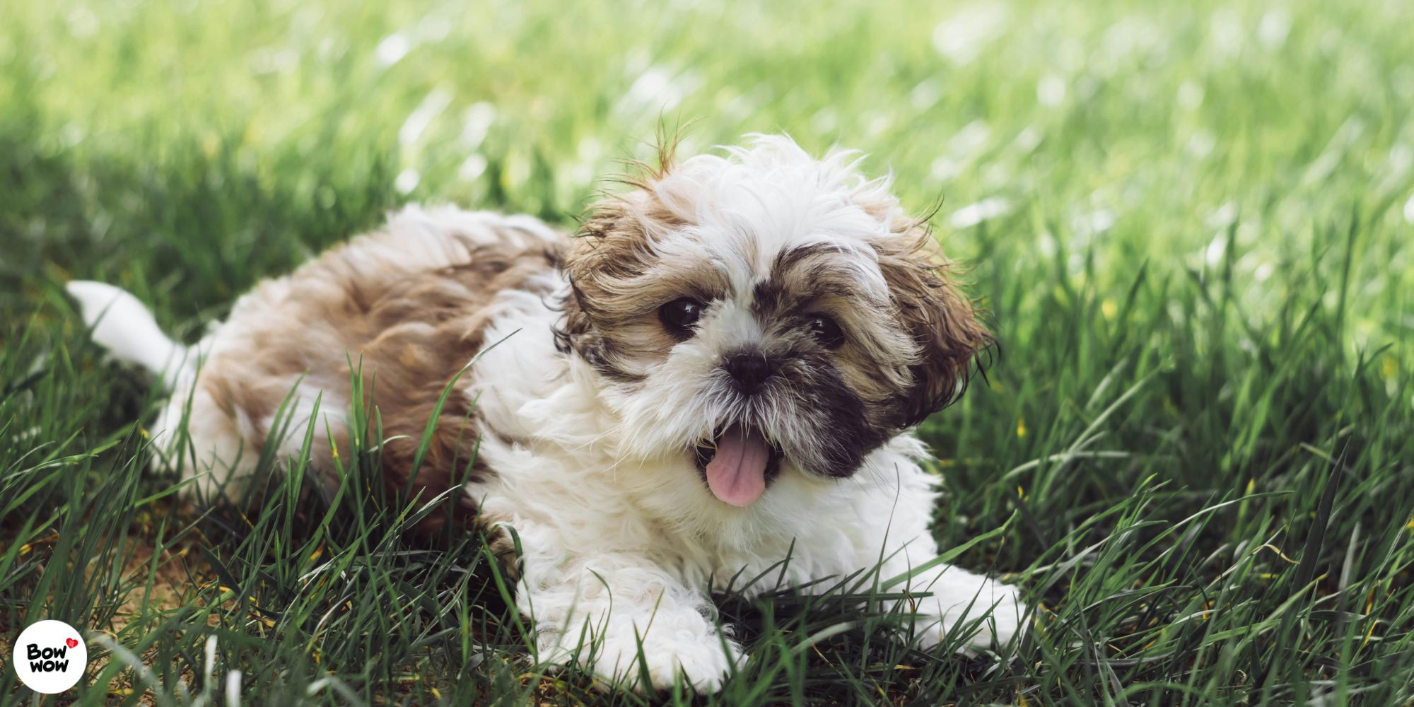 Psí plemena, která nelínají