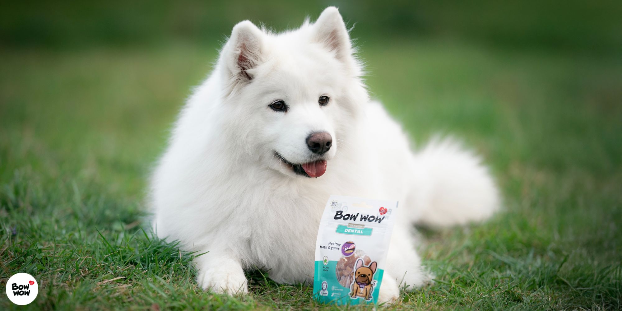 Kolagen, který opravdu pomáhá – víte, proč ho váš pes potřebuje?