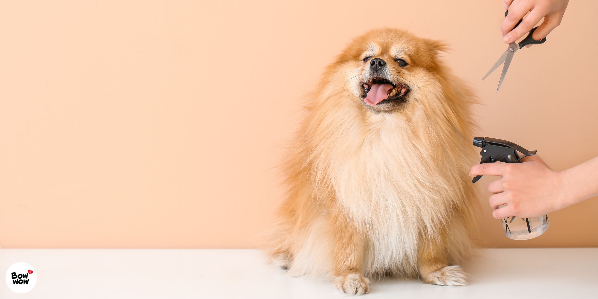 Jak pečovat o srst psa?