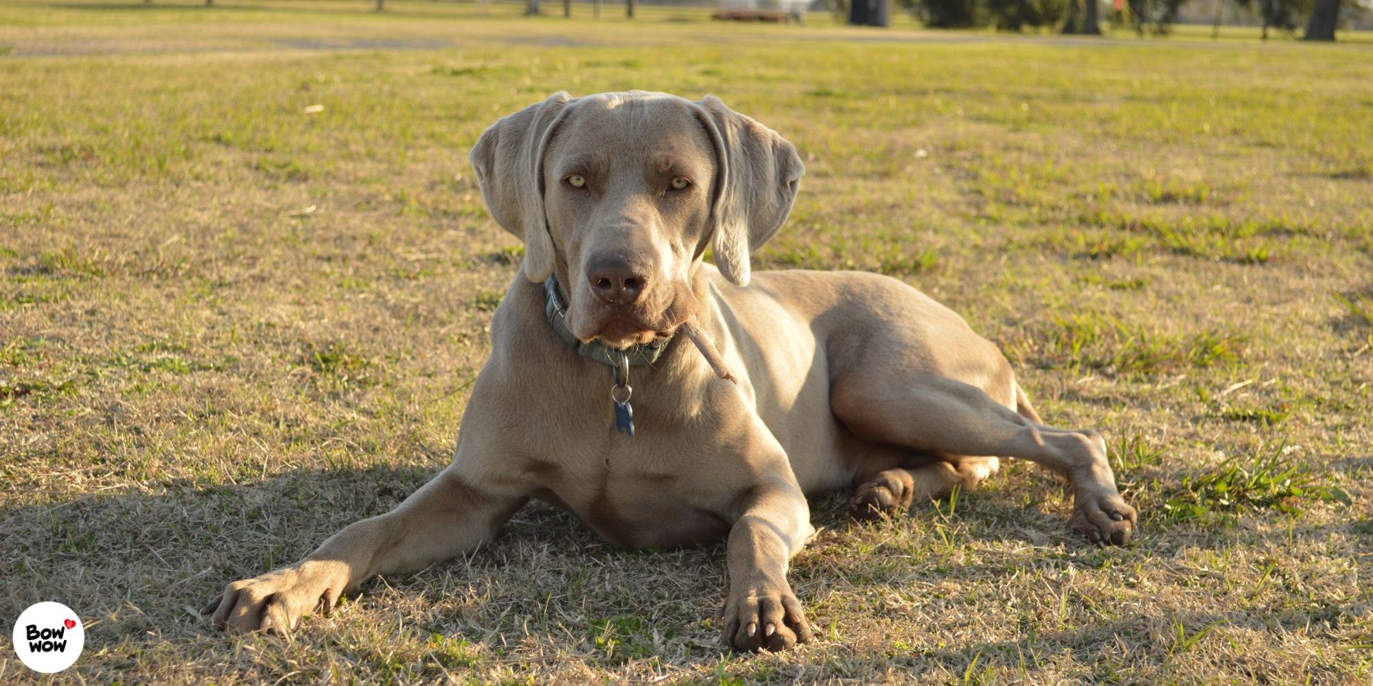Pamlsky pro velká plemena