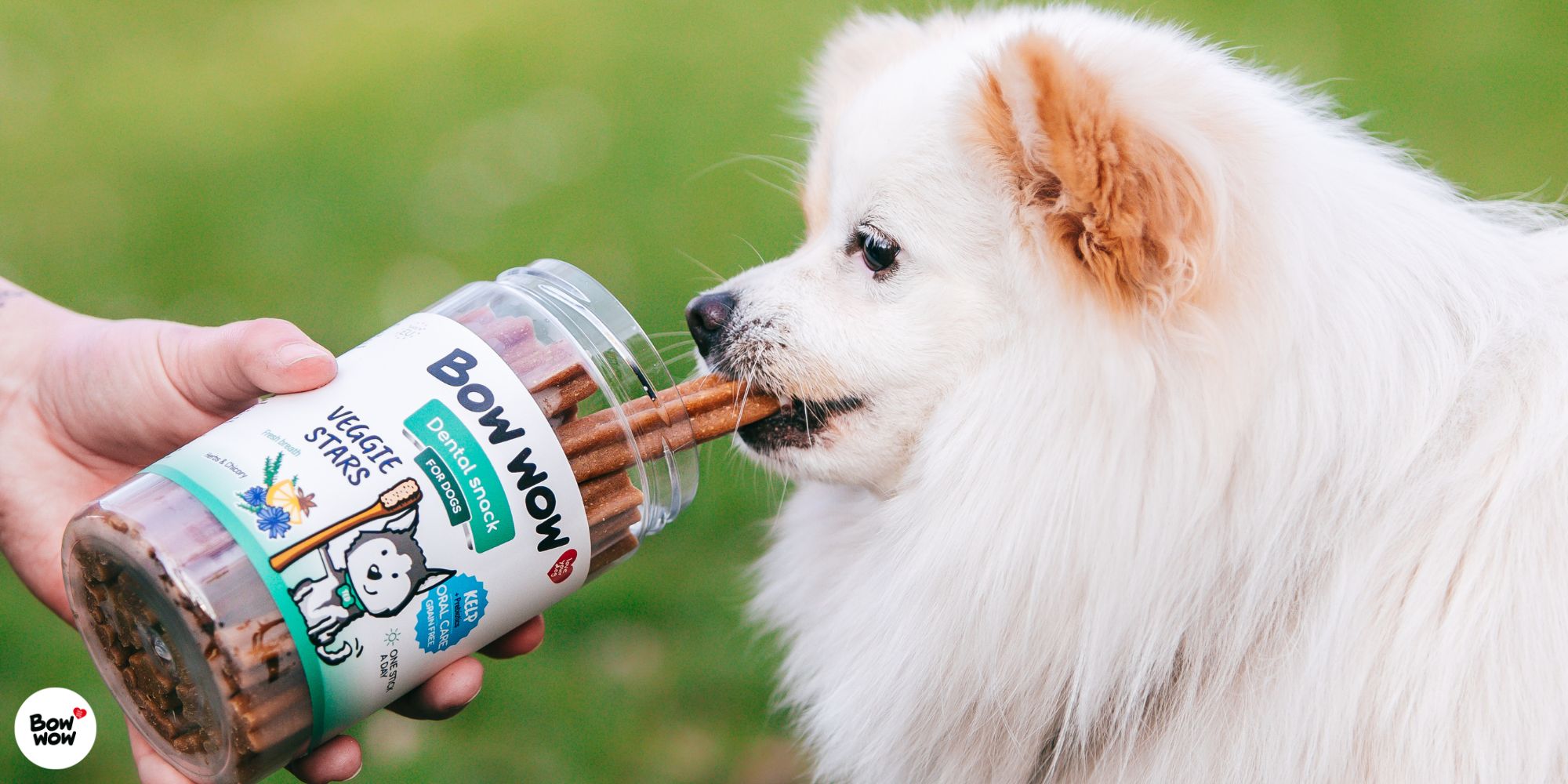 Máta a její přínos pro psí dech a zažívání