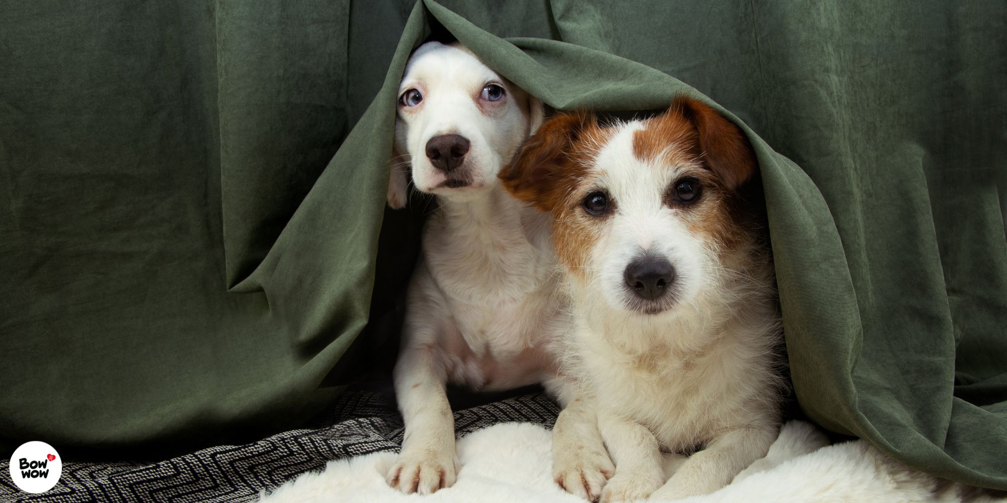 Strachy a fobie u psů