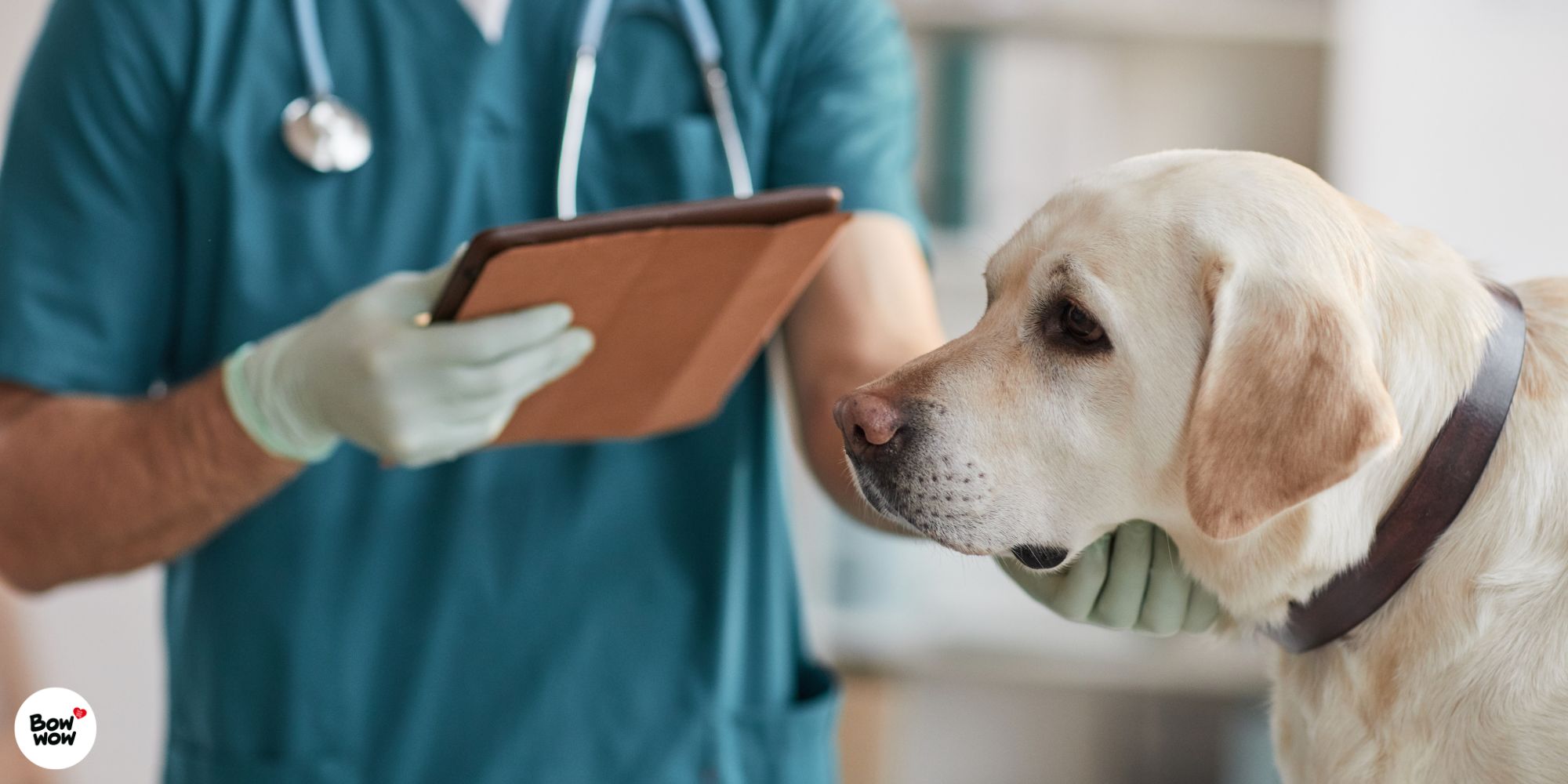 První pomoc pro psa. Co mít vždy po ruce a kdy jet k veterináři?