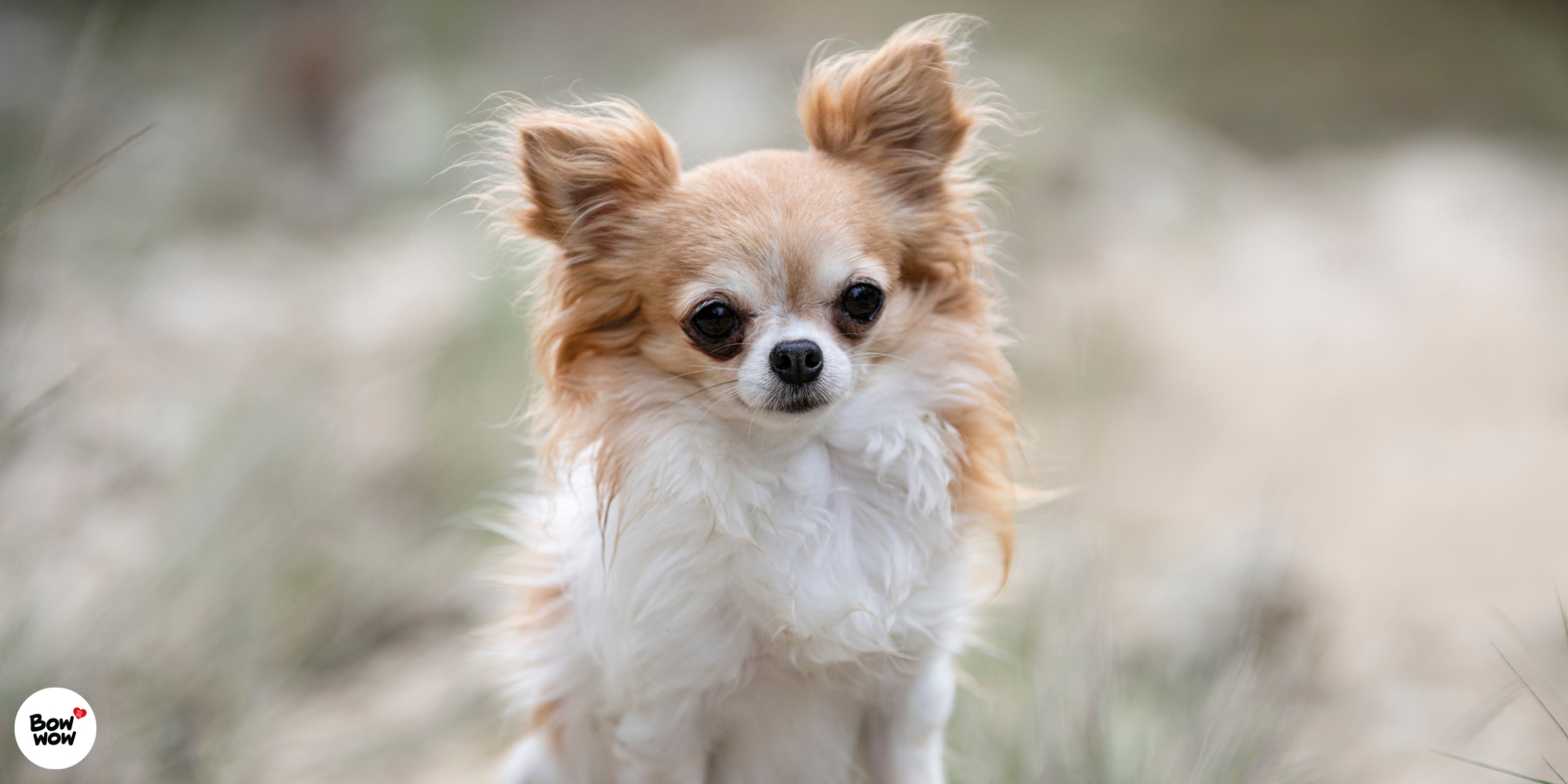 Čivava: Nejmenší pes světa s největší osobností