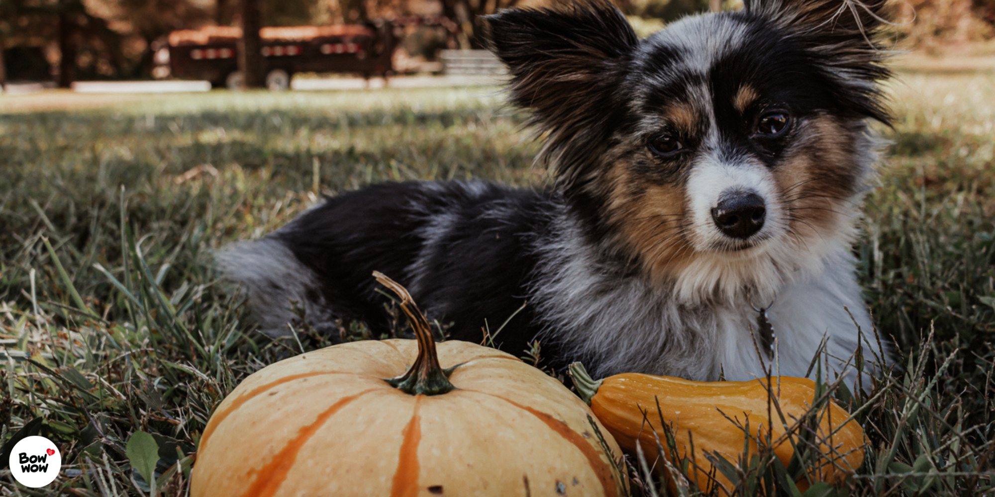 Dýně v pamlscích - ano nebo ne?