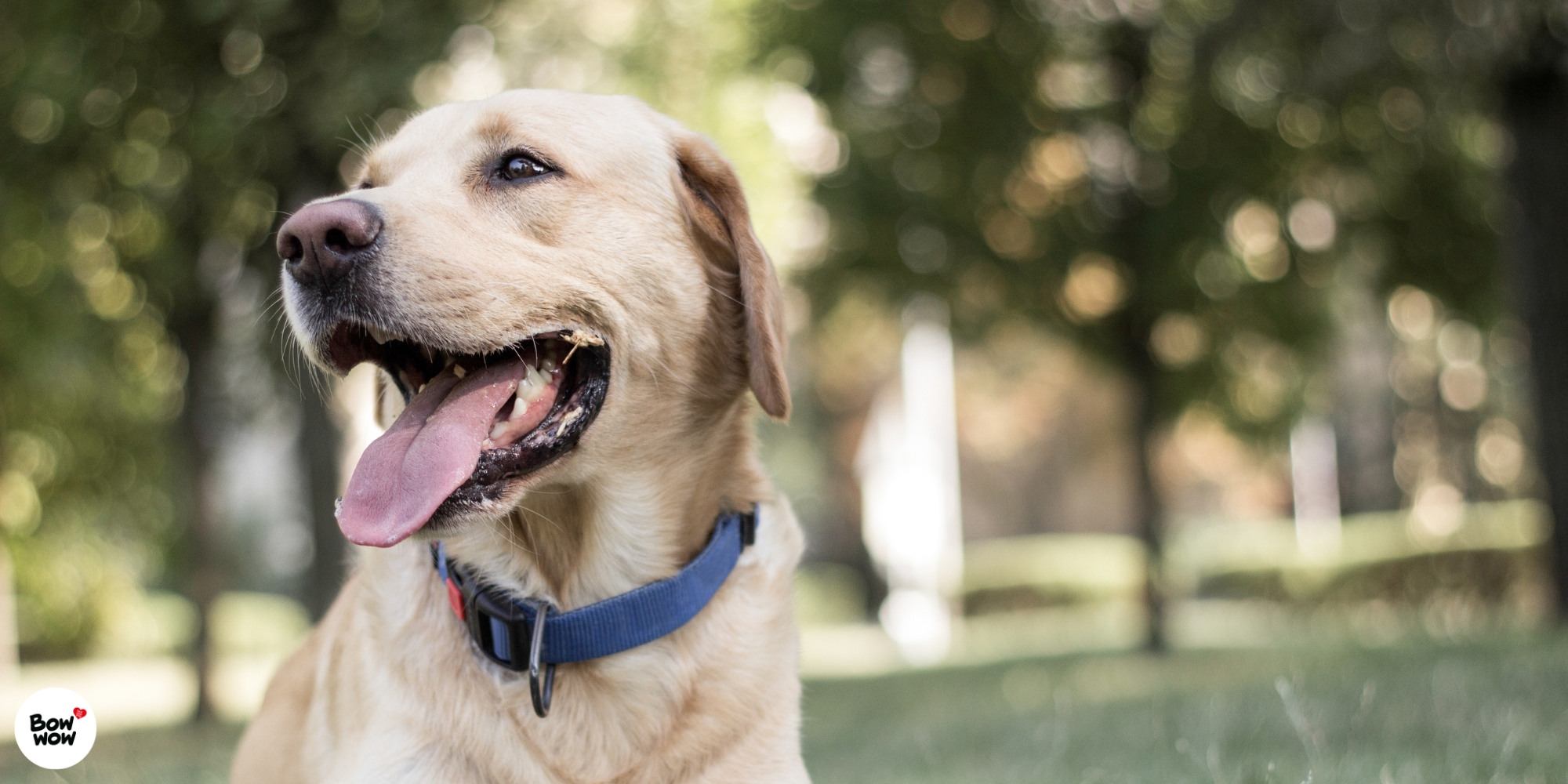 Citlivé zažívání u psů: Jaké složky pomáhají a čemu se obloukem vyhnout?