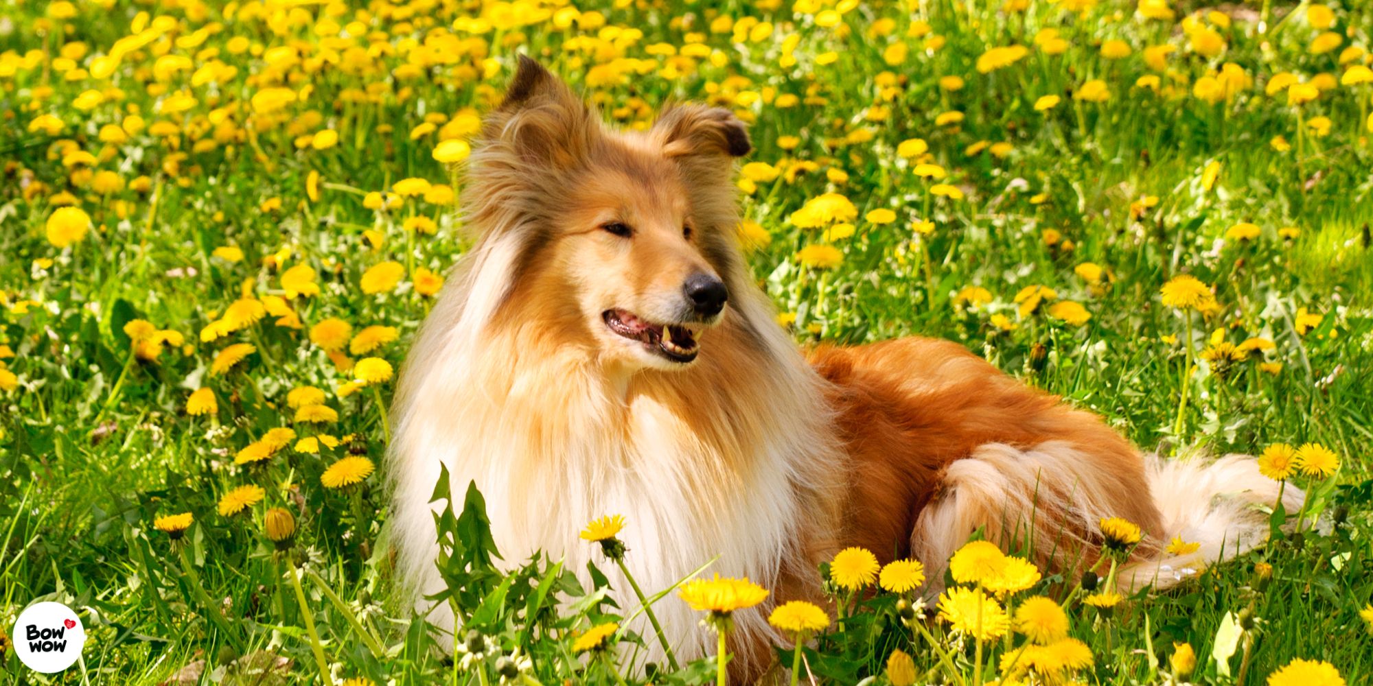 Kořen pampelišky - přírodní zázrak pro zdraví vašeho mazlíčka