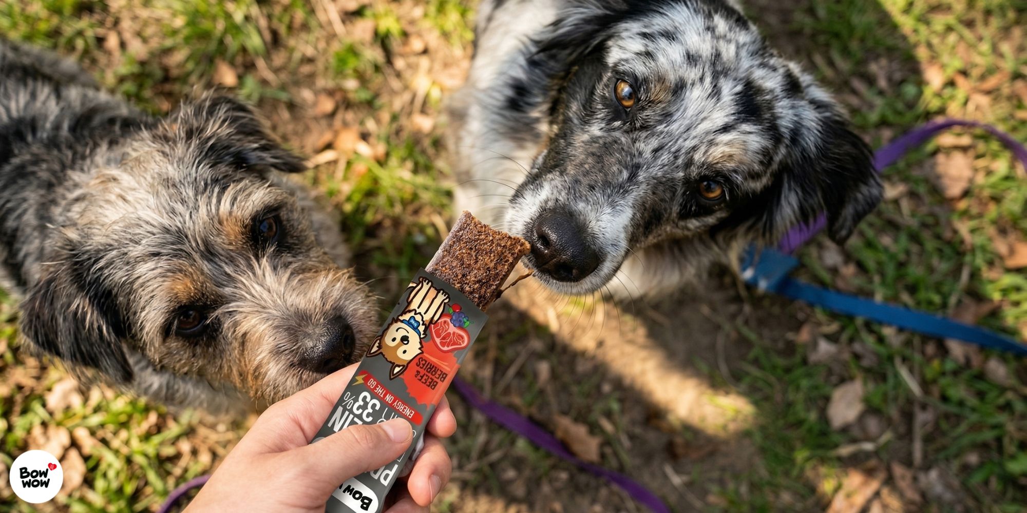 Došla mu „šťáva“? Proč je doplňování energie při sportu klíčové i pro vašeho psa