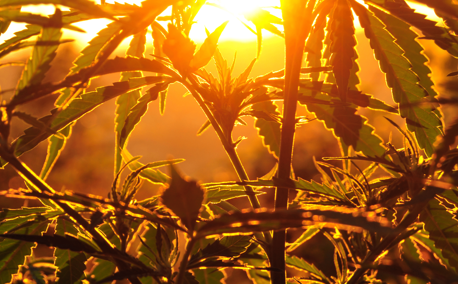 Medicinal cannabis - 5 interesting facts