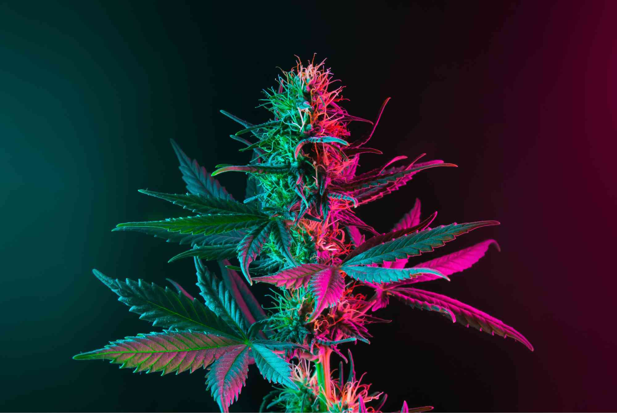 HHC prodej: Od A do Zet! Účinky, produkty, výroba