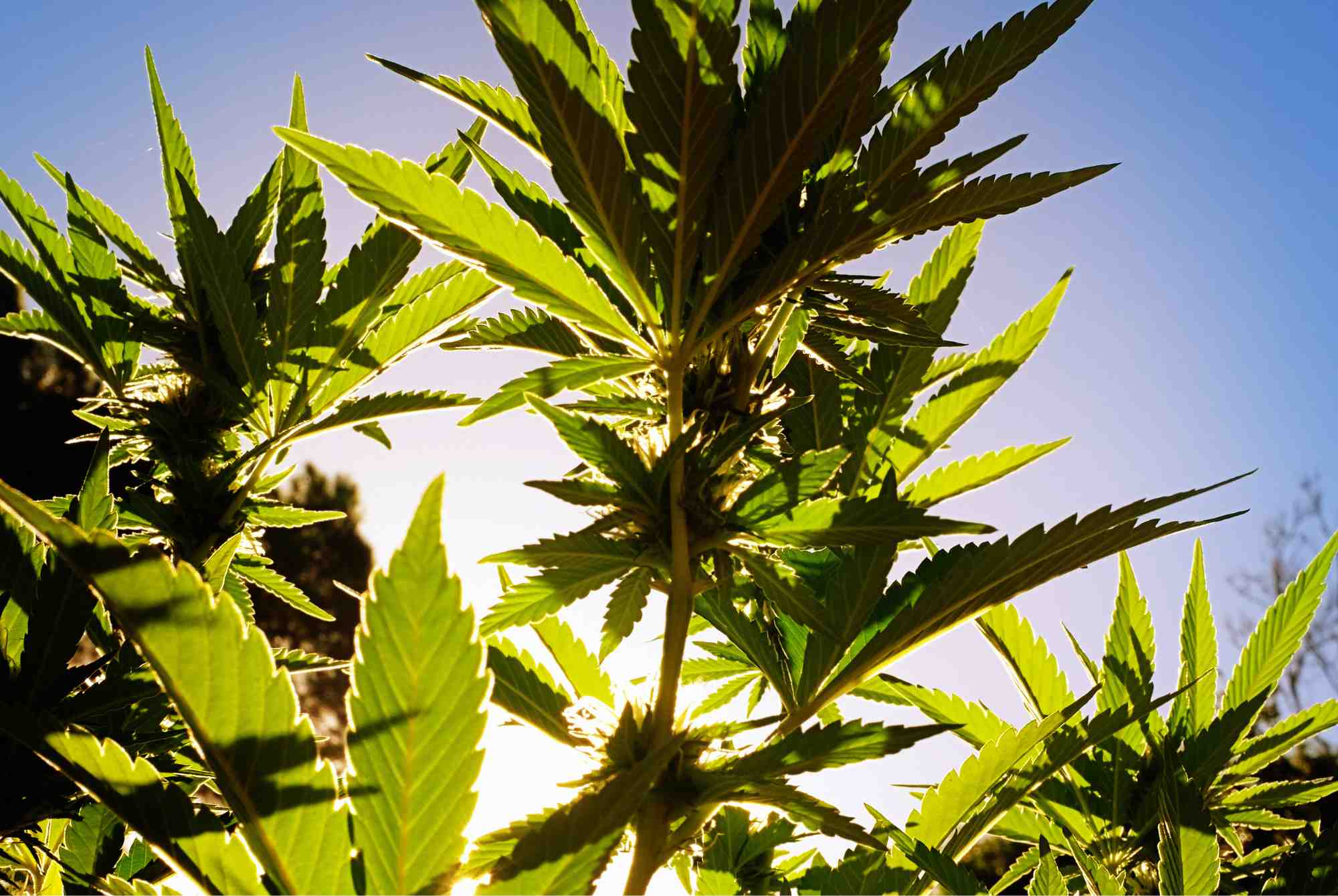 World Marijuana Day is celebrated every year. Do you know when and why?