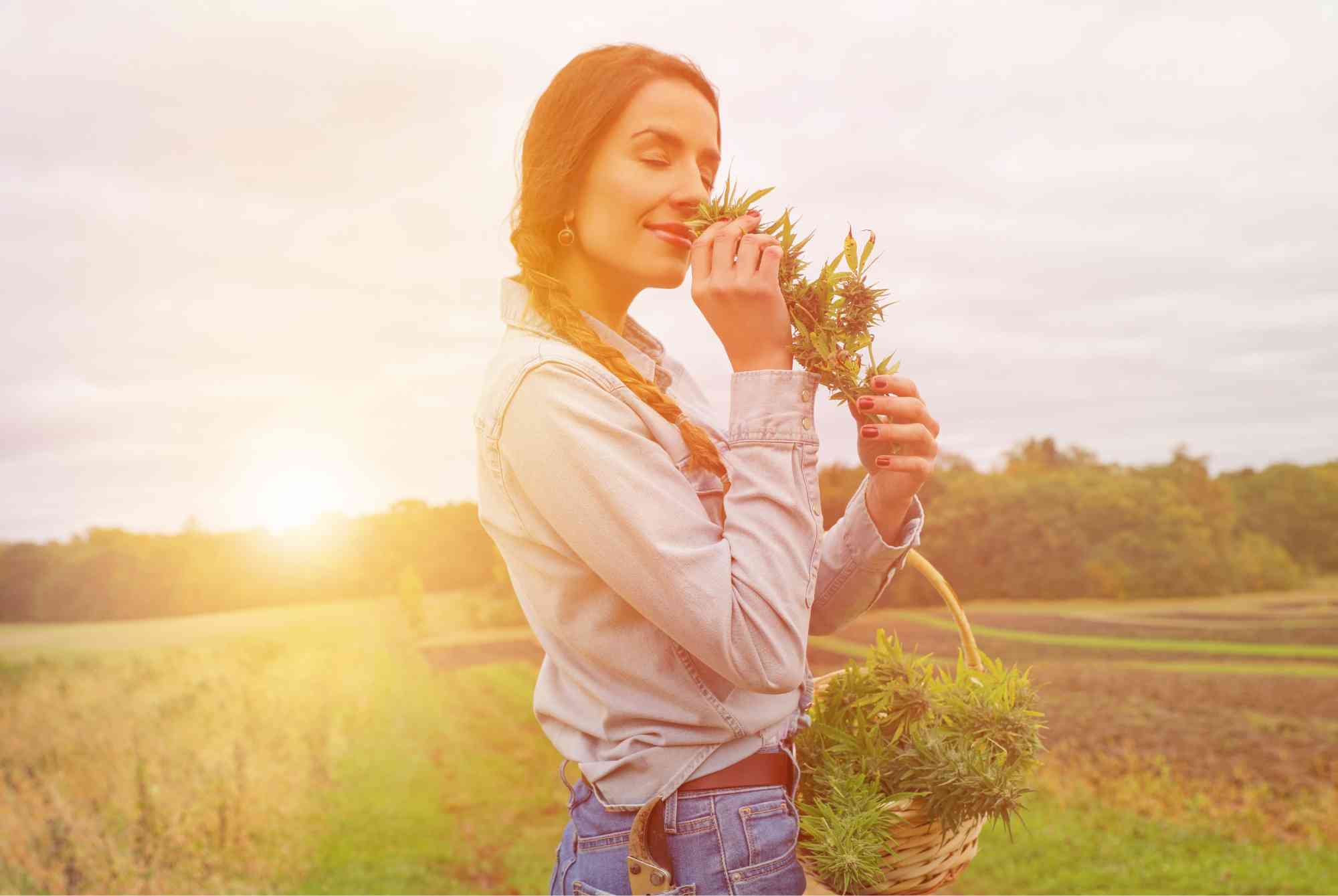 HHC KVETY: Novo s obsahom HHC až 40%!