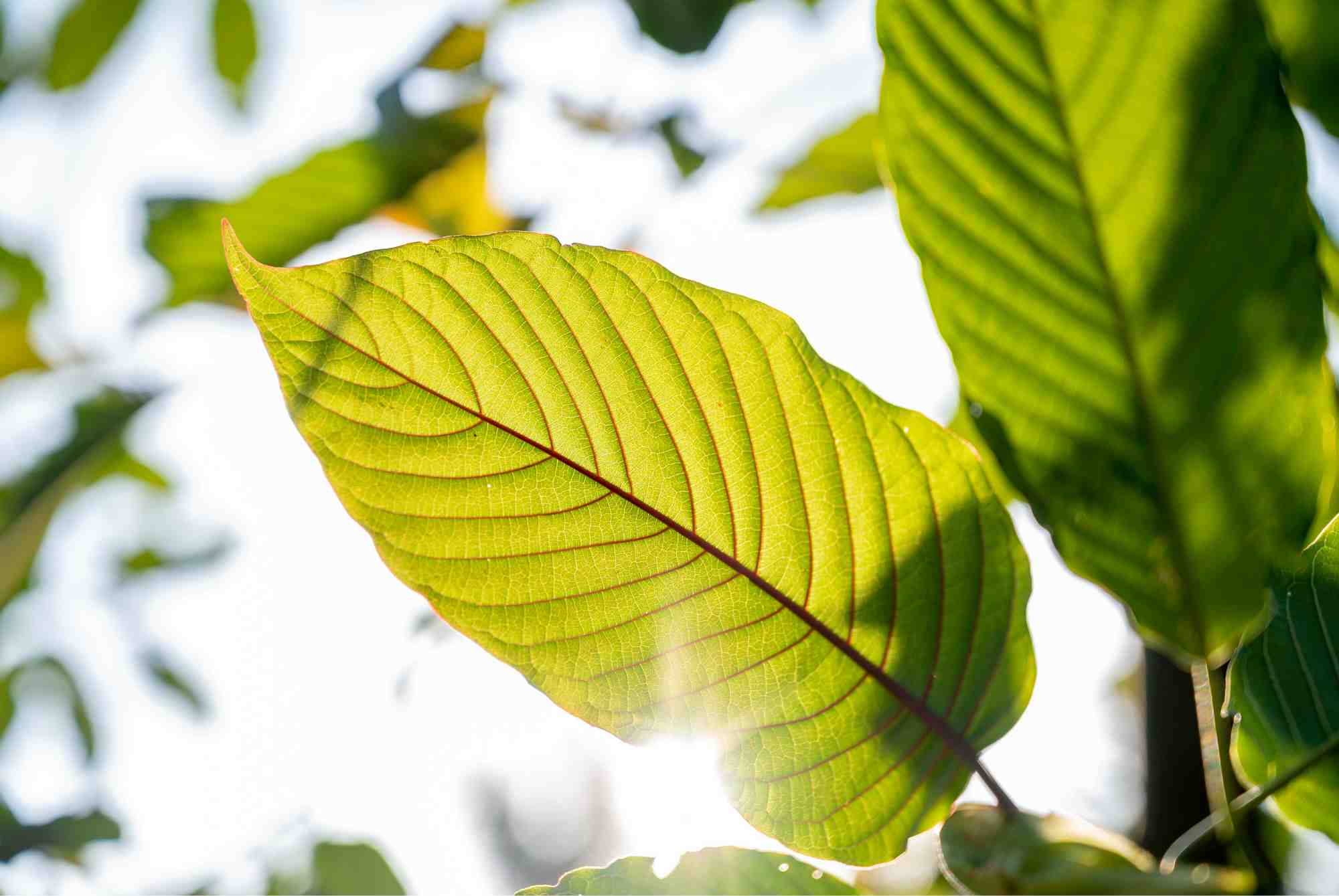 Kratom: What is it and what should you know about it?
