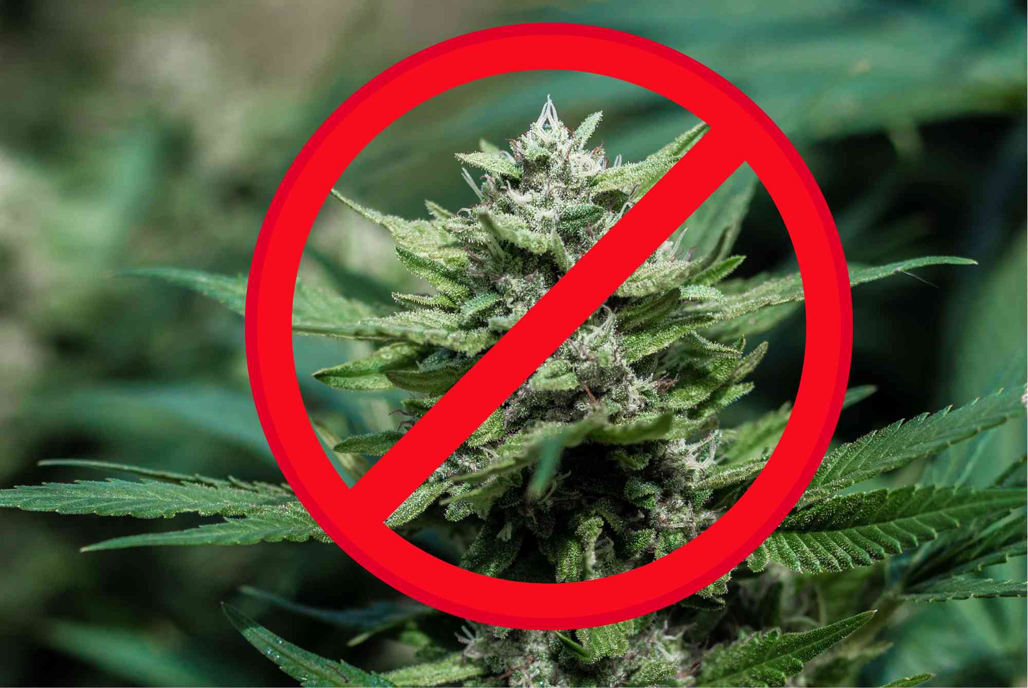 Banning CBD? They are talking about June. Fiala and Bartoš are against it.