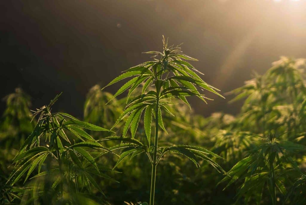 Kanabinoidy CBD a CBG na hojenie kostí? Vieme viac!