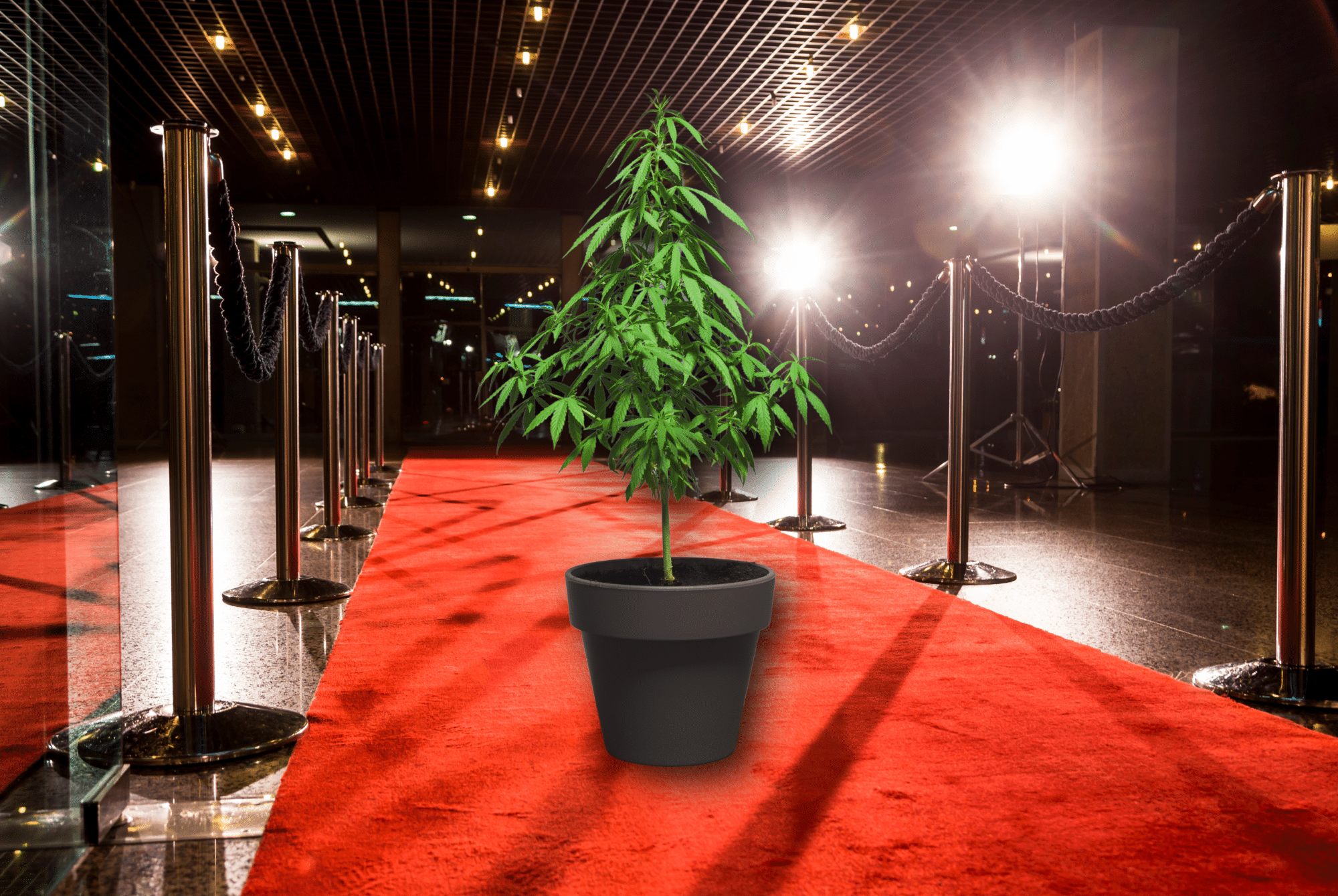 Celebrities from the cannabis scene: Scientists, singers and other famous faces.