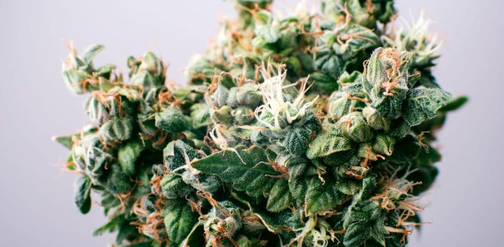 Sheep grazed cannabis at an illegal dump!