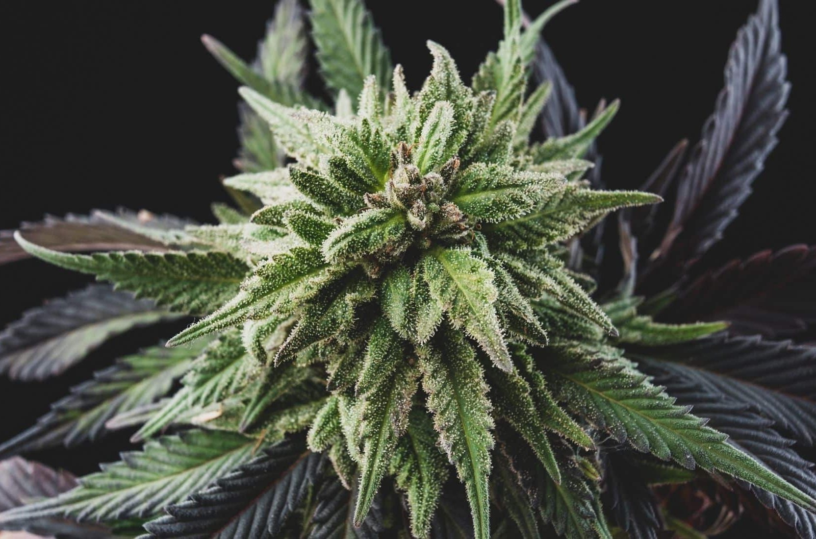 CBD hemp as you don't know it! Discover the fascinating CBD flowers