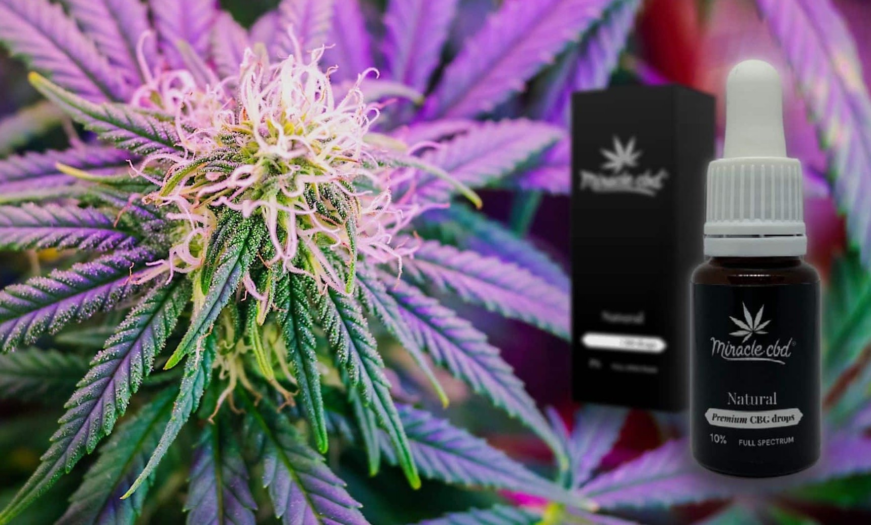 CBG aka cannabigerol: Discover its impressive effects!