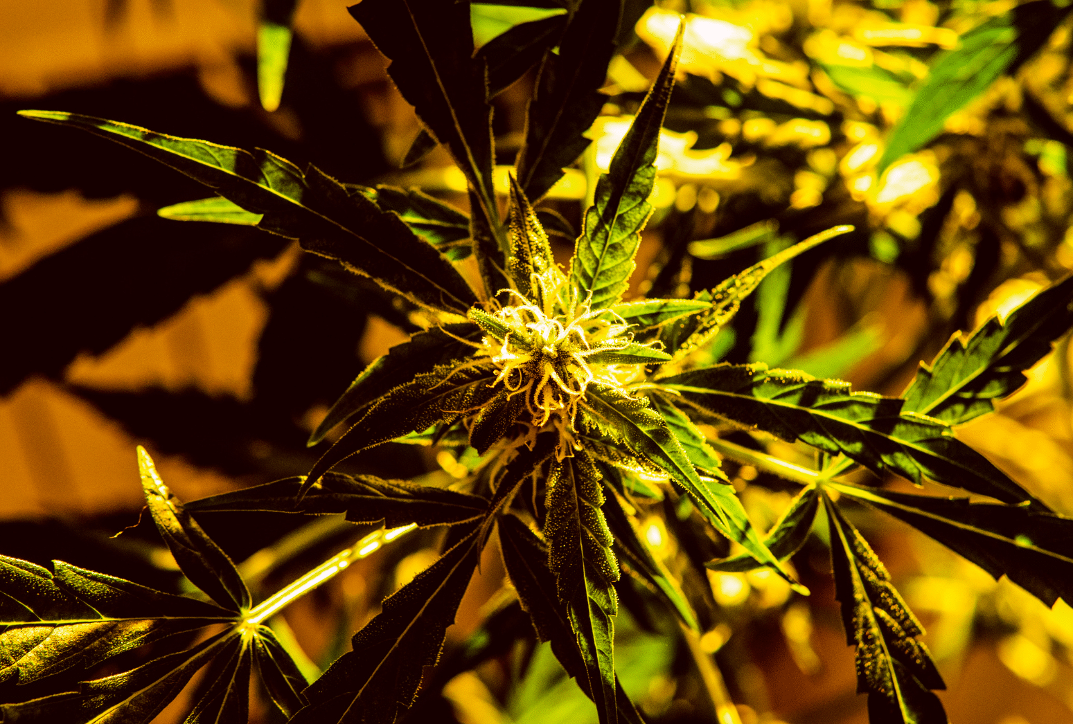 What is CBG and what are its effects?