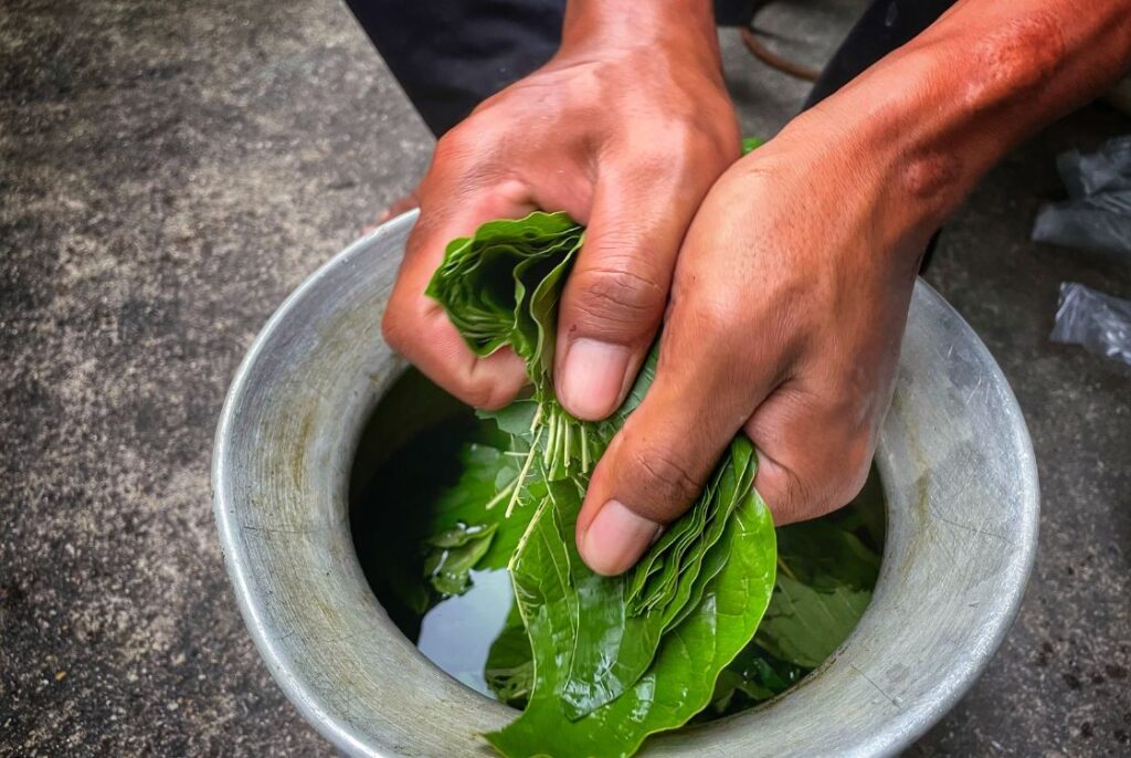 Špecifická vôňa a chuť kratomu: Odkiaľ pochádza a ako ich prípadne eliminovať?