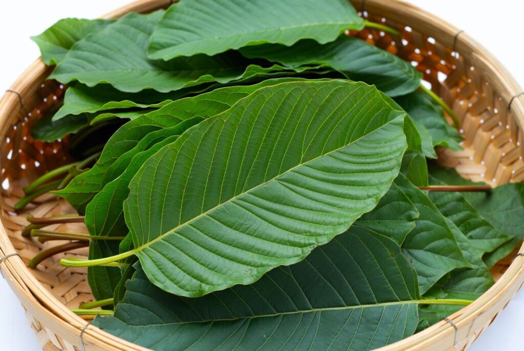 Rhynchophylline – another of the alkaloids contained in kratom