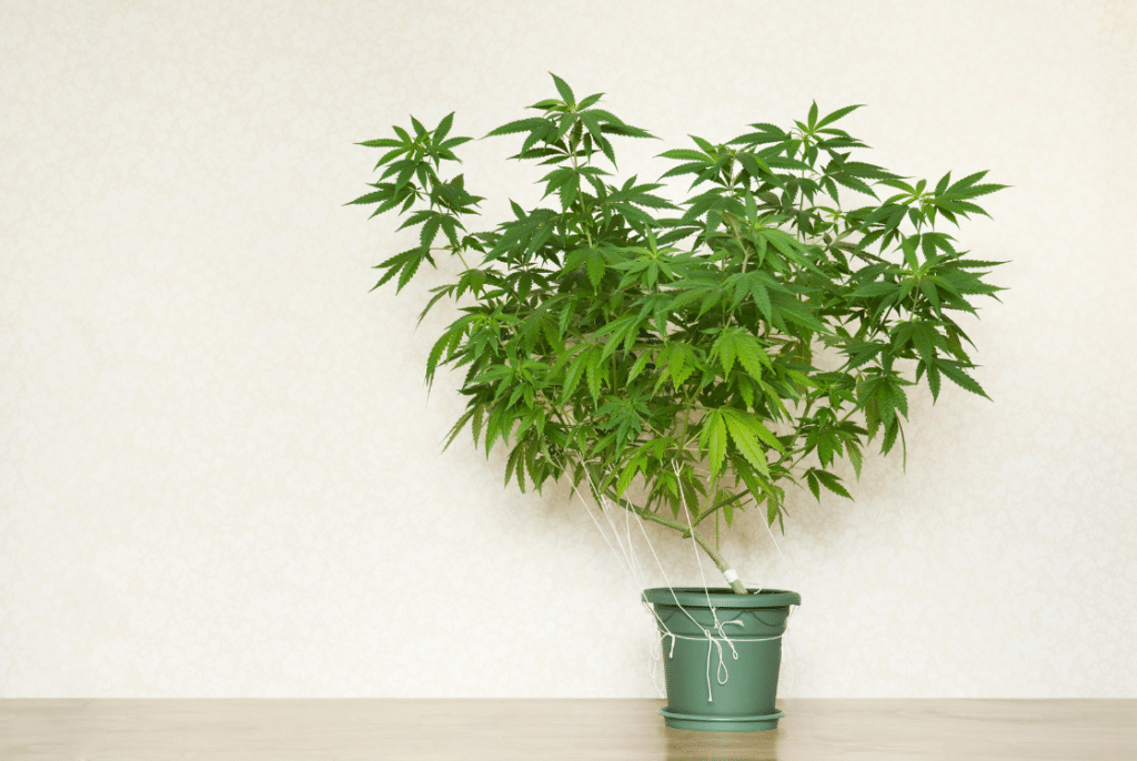 Je marihuana to samé, co konopí? Pojďme si to ujasnit!
