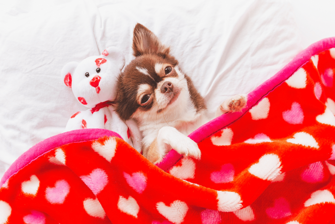 CBG as revolutionary care for dogs: Health and well-being in one!