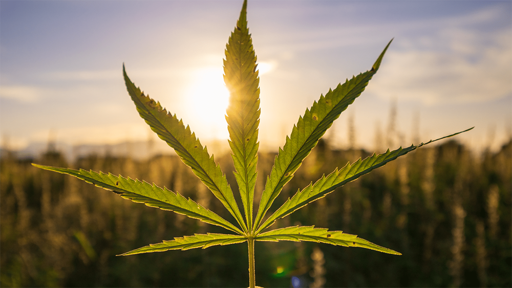 Predictions for 2024: The Hemp Industry Will Be Booming!