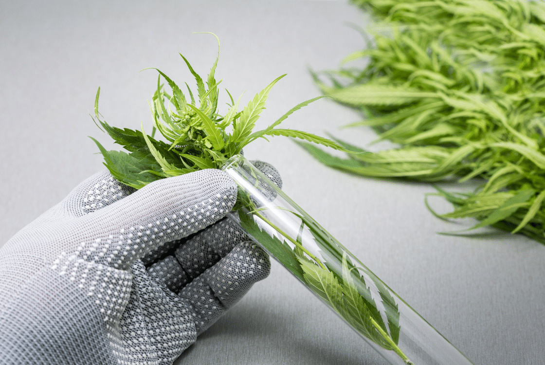 The Endocannabinoid System: A Miniature Laboratory for Health and Balance in the Body!