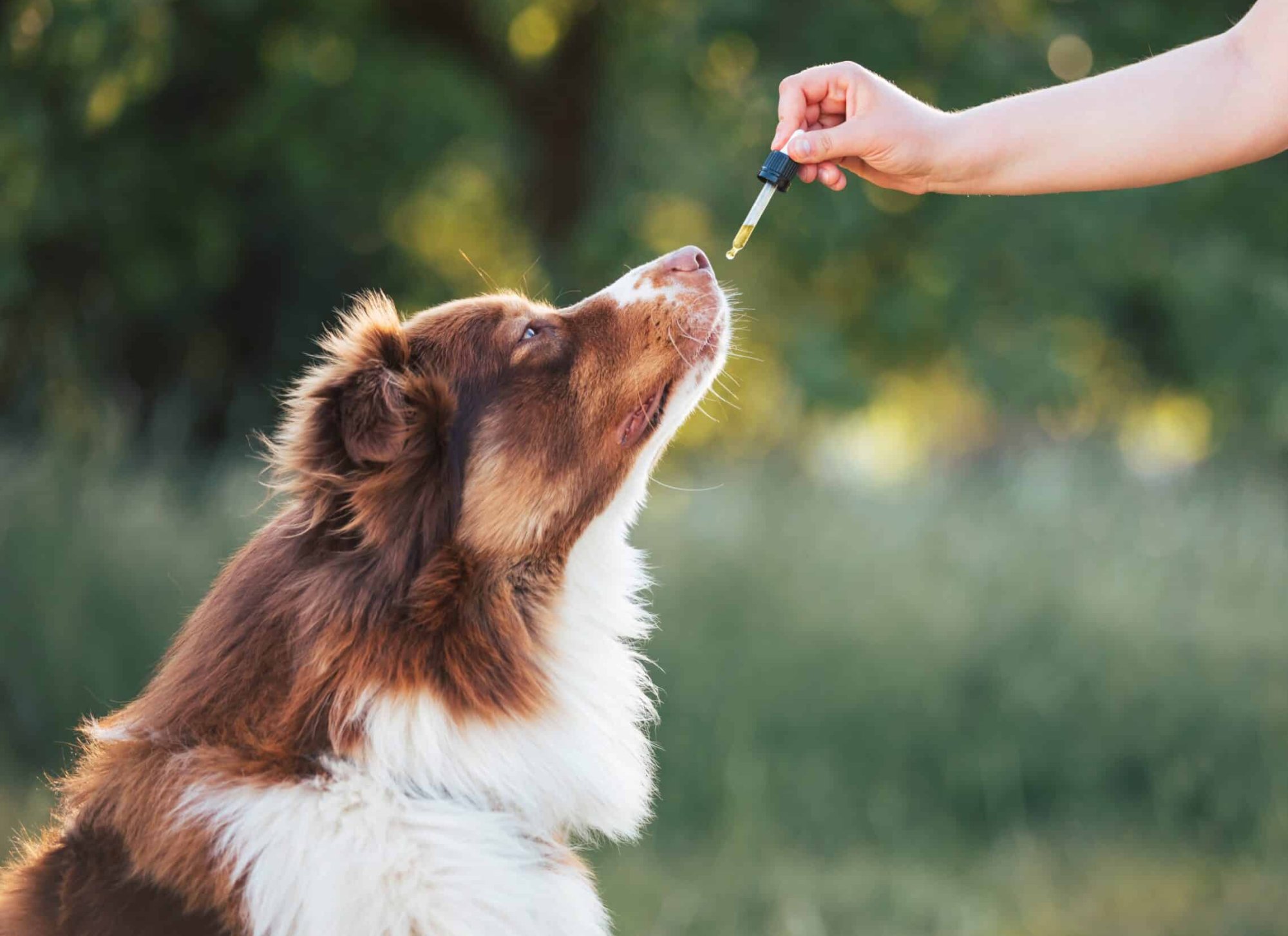 CBD Oils and Drops for Animals: Products Your Pet Will Love.