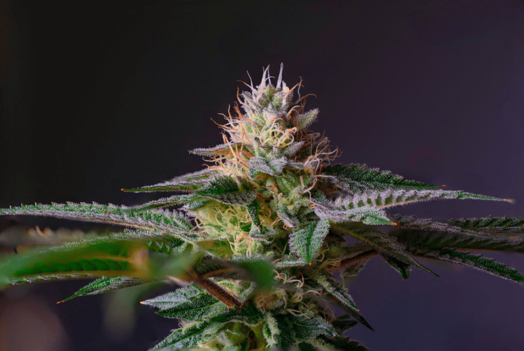 Bannery-blog-2240-×-1500-px-1024x686