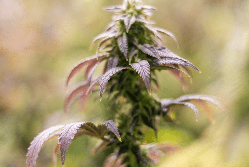 Bannery-blog-2240-×-1500-px-2023-11-25T102711.578-1024x686