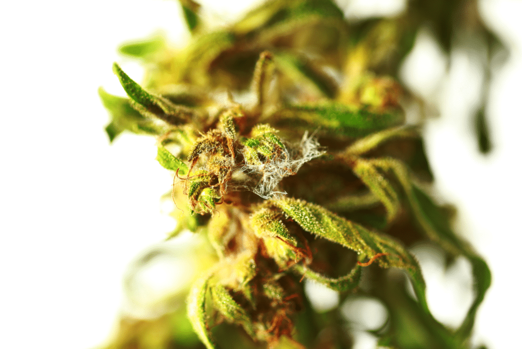 Bannery-blog-2240-×-1500-px-79-1024x686