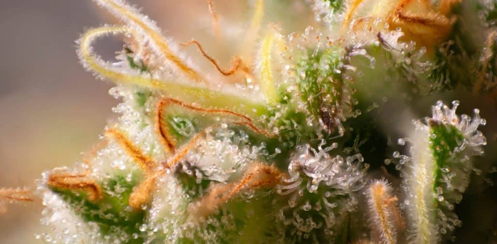 Kopie-navrhu-blog-pics-1-1024x503