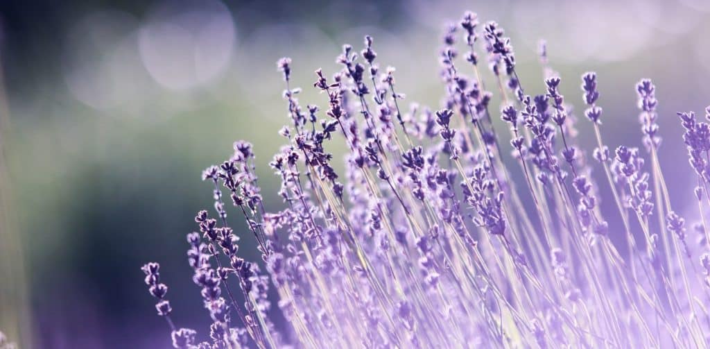 Kopie-navrhu-blog-pics-4-1024x503