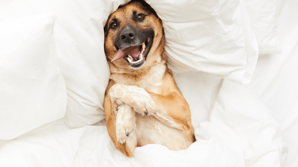 happy-dog-1024x576