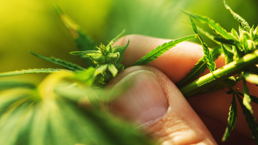 hemp-2-1024x576