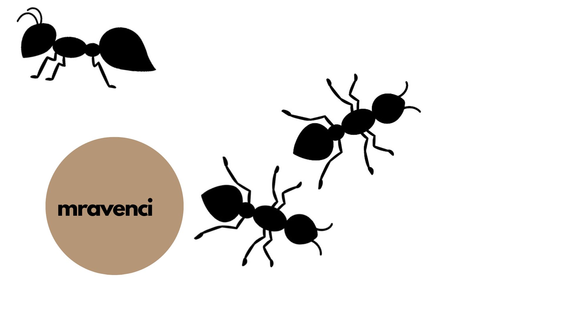 mravenci
